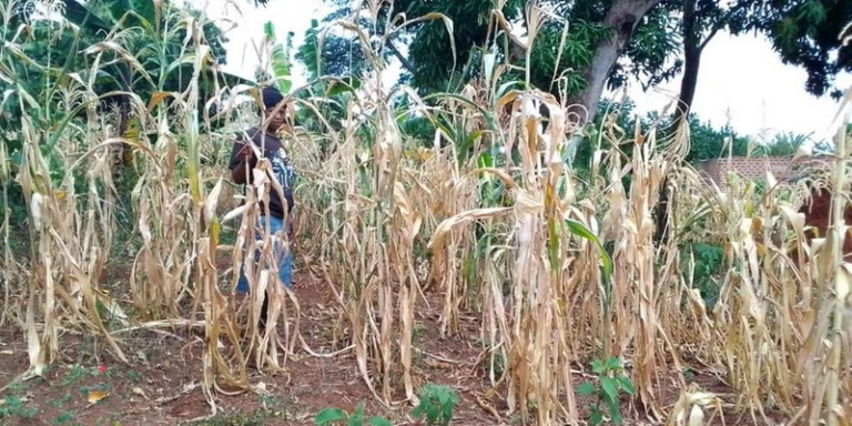 Farmers count losses as dry spell scorches maize gardens FARM NEWS ...