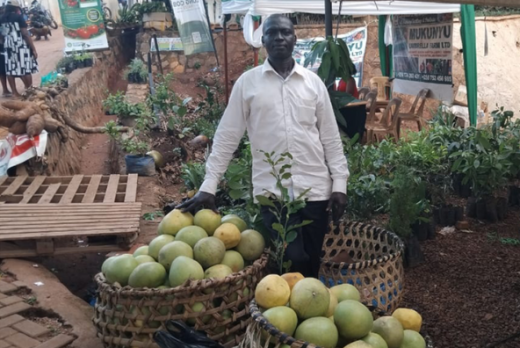 Teso farmers revamp grapefruit growing