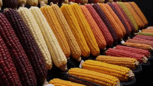 1st Eastern Africa Indigenous Seed Conference 2026 | EA-ISC Nairobi