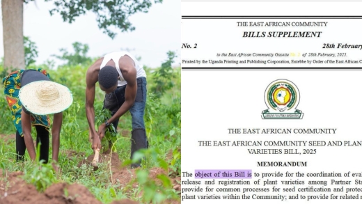 Seed Sovereignty: Most existing and emerging laws and policies on seeds are endangering seed saving and conservation on the African continent.
